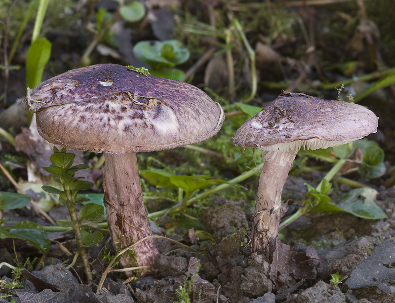 Lepiota fuscovinacea